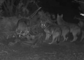 Πάικο: Αγέλη λύκων κατεγράφη από κάμερα – Προειδοποίηση σε κυνηγούς και αγρότες