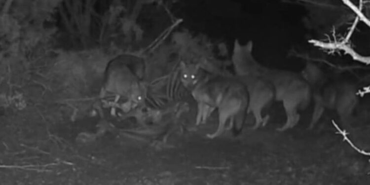 Πάικο: Αγέλη λύκων κατεγράφη από κάμερα – Προειδοποίηση σε κυνηγούς και αγρότες