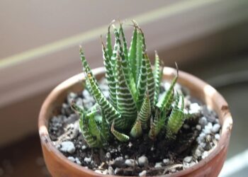 Το φυτό εσωτερικού χώρου που είναι όμορφο, ανθεκτικό και εύκολο στη φροντίδα