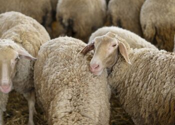Επιβεβαιώθηκαν κρούσματα ευλογιάς σε πρόβατα στην Πέλλα