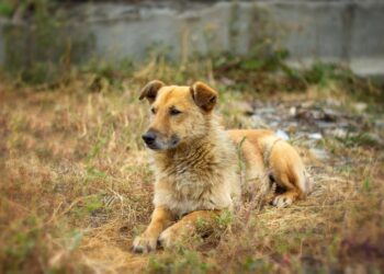 Αποτρόπαιες πράξεις θανάτωσης αδέσποτων ζώων στην Κρύα Βρύση