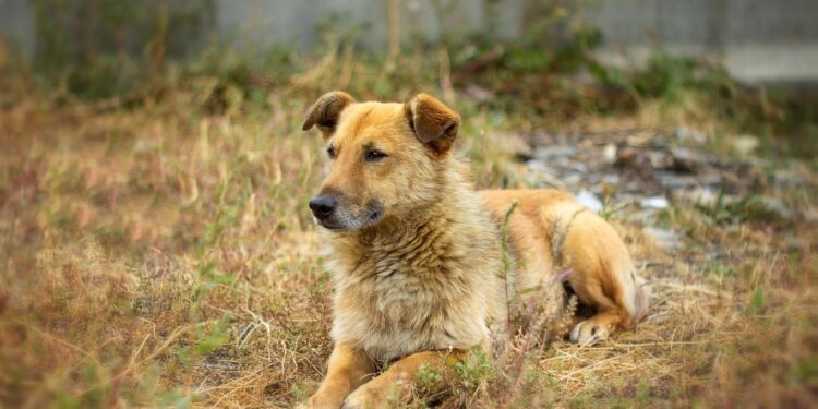 Αποτρόπαιες πράξεις θανάτωσης αδέσποτων ζώων στην Κρύα Βρύση