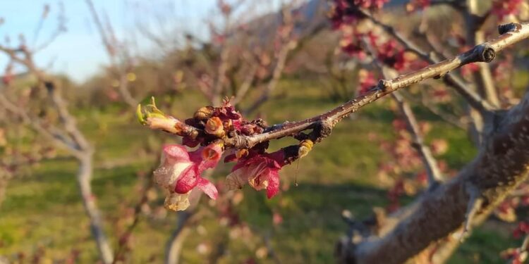 Αναστάτωση στους αγρότες της Πέλλας για τις καθυστερήσεις στις προκαταβολές του παγετού