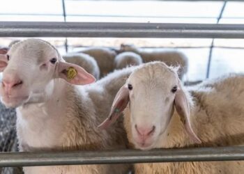 Επιβεβαιώθηκαν τα πρώτα κρούσματα της ευλογιάς των αιγοπροβάτων στην Π.Ε. Πέλλας – Σε ποια χωριά εντοπίστηκαν