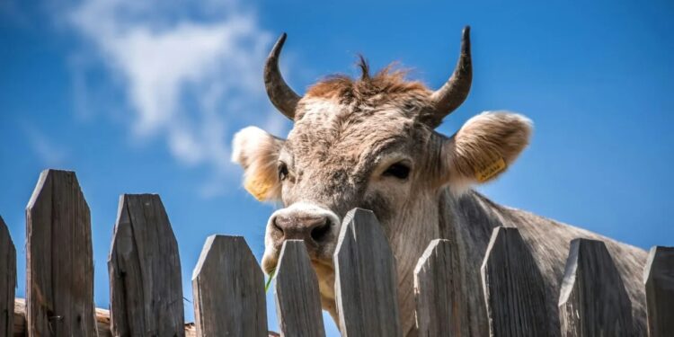 Ναι, το ρέψιμο της αγελάδας κάνει κακό στο περιβάλλον – Οι επιστήμονες έχουν όμως τη λύση
