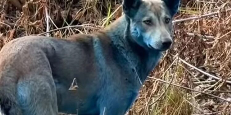 Μυστήριο στο Τσερνόμπιλ: Εντοπίστηκαν σκύλοι με μπλε τρίχωμα και προκαλούν ανησυχία