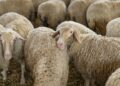 Κρούσματα της ευλογιάς των αιγοπροβάτων σε 250 εκτροφές στην Κεντρική Μακεδονία – 57.000 ζώα θανατώθηκαν