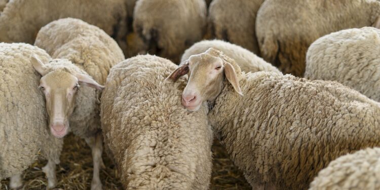 Κρούσματα της ευλογιάς των αιγοπροβάτων σε 250 εκτροφές στην Κεντρική Μακεδονία – 57.000 ζώα θανατώθηκαν