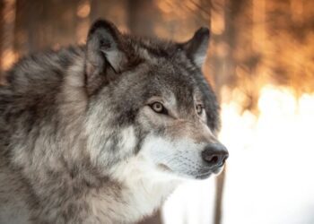 Οι λύκοι επιστρέφουν: Πώς εξηγείται το φαινόμενο – Τι κάνουμε σε πιθανό τετ α τετ