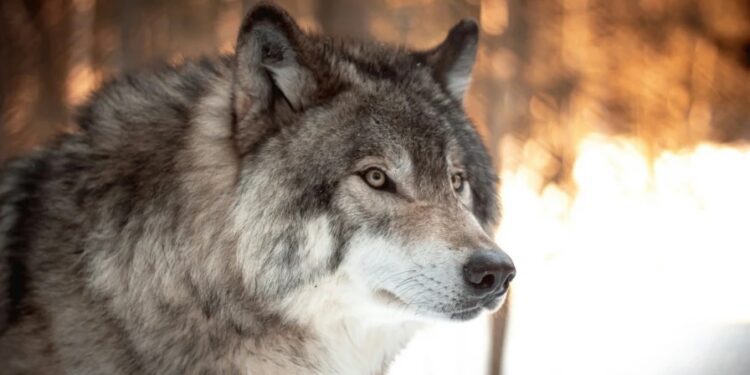 Οι λύκοι επιστρέφουν: Πώς εξηγείται το φαινόμενο – Τι κάνουμε σε πιθανό τετ α τετ