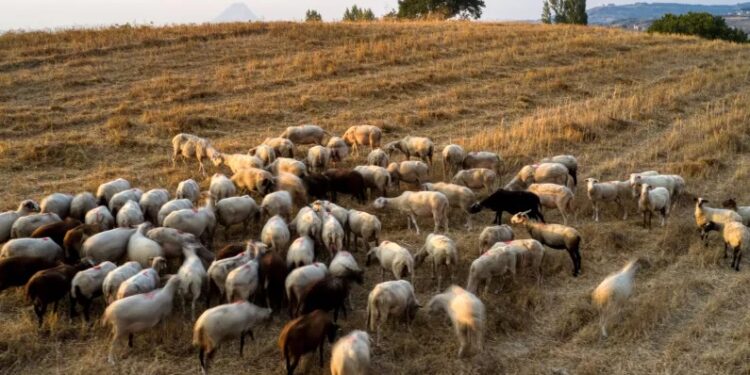Ευλογιά των προβάτων: Πολύ κοντά σε lockdown – Σήμερα σε σύσκεψη οι τελικές αποφάσεις