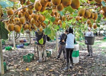 Πέλλα: Έκλεψαν 30 τόνους ακτινιδίων – Περιπολίες αγροτών στα χωράφια