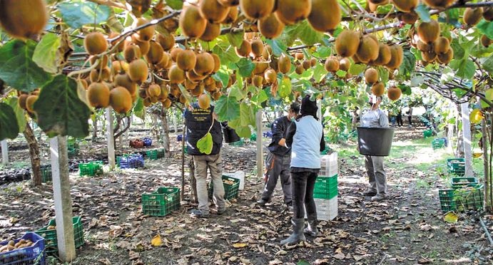 Πέλλα: Έκλεψαν 30 τόνους ακτινιδίων – Περιπολίες αγροτών στα χωράφια