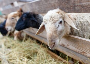 Σε έξαρση τα κρούσματα ευλογιάς των προβάτων στην Ημαθία – Μαζικές θανατώσεις ζώων