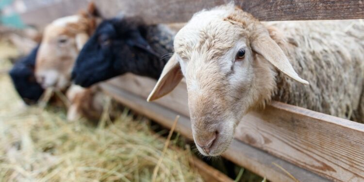 Σε έξαρση τα κρούσματα ευλογιάς των προβάτων στην Ημαθία – Μαζικές θανατώσεις ζώων