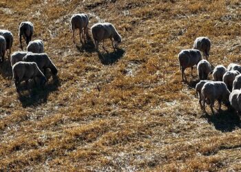Ευλογιά των προβάτων: Έκτακτη ενίσχυση σε κτηνοτρόφους – Πόσα χρήματα θα πάρουν ανά ζώο