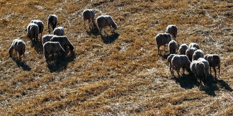 Ευλογιά των προβάτων: Έκτακτη ενίσχυση σε κτηνοτρόφους – Πόσα χρήματα θα πάρουν ανά ζώο