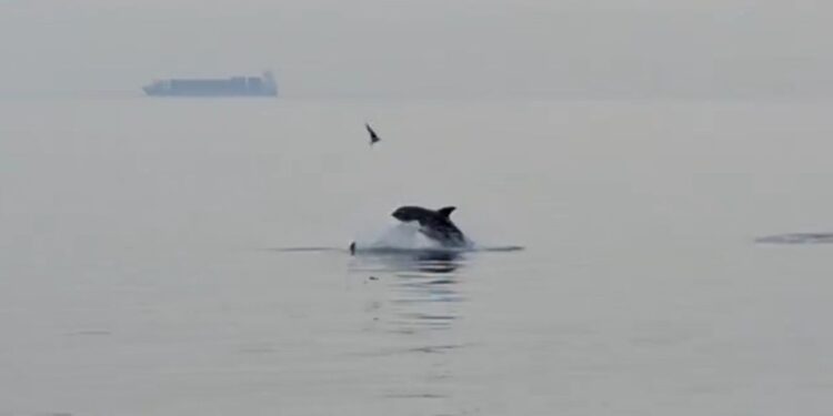 Θεσσαλονίκη: Δελφίνια εμφανίστηκαν στον Θερμαϊκό – Δείτε βίντεο