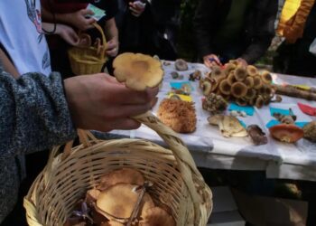 Έδεσσα: Τι ανέφεραν συγγενείς του ζευγαριού που κατανάλωσε δηλητηριώδη μανιτάρια – «Έγινε το κακό»