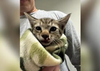 Πυροσβέστες έσωσαν γατάκι που είχε παγιδευτεί σε κινητήρα αυτοκινήτου