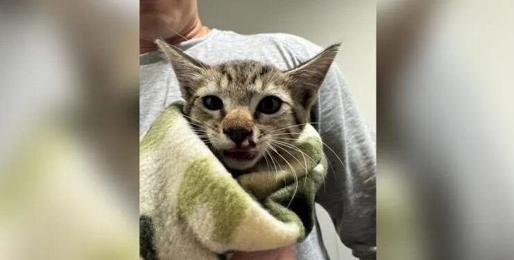 Πυροσβέστες έσωσαν γατάκι που είχε παγιδευτεί σε κινητήρα αυτοκινήτου