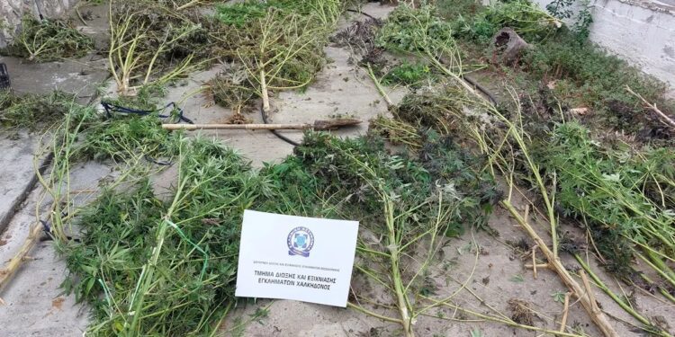 Πέλλα: Καλλιεργούσε δενδρύλλια κάνναβης δίπλα σε ποτάμι στα Άθυρα – Δείτε φωτογραφίες