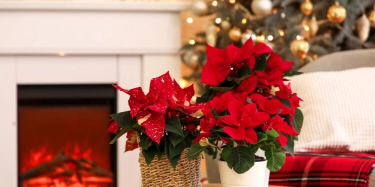 Θέλετε το αλεξανδρινό σας να μείνει ανθισμένο και μετά τα Χριστούγεννα; Γίνεται!