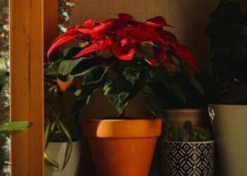 Πόσο ζουν πραγματικά τα αλεξανδρινά; Συμβουλές κηπουρού για να διατηρηθούν ζωντανά όλη τη σεζόν