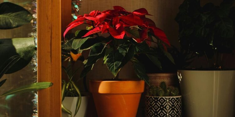 Πόσο ζουν πραγματικά τα αλεξανδρινά; Συμβουλές κηπουρού για να διατηρηθούν ζωντανά όλη τη σεζόν