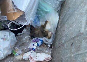 Αριδαία: Γατάκι βρέθηκε ζωντανό μέσα σε κλειστό κάδο απορριμμάτων – Σοκ και αγανάκτηση