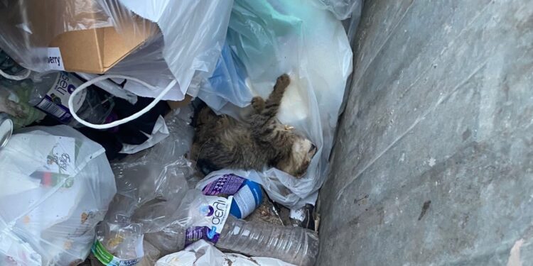 Αριδαία: Γατάκι βρέθηκε ζωντανό μέσα σε κλειστό κάδο απορριμμάτων – Σοκ και αγανάκτηση