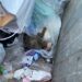 Αριδαία: Γατάκι βρέθηκε ζωντανό μέσα σε κλειστό κάδο απορριμμάτων – Σοκ και αγανάκτηση