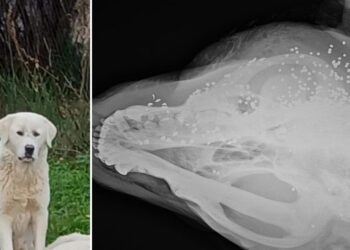 Αποτροπιασμός για την άγρια κακοποίηση σκύλου στην Πολυκάρπη Αλμωπίας – Πυροβολήθηκε μέσα σε κατοικημένη περιοχή