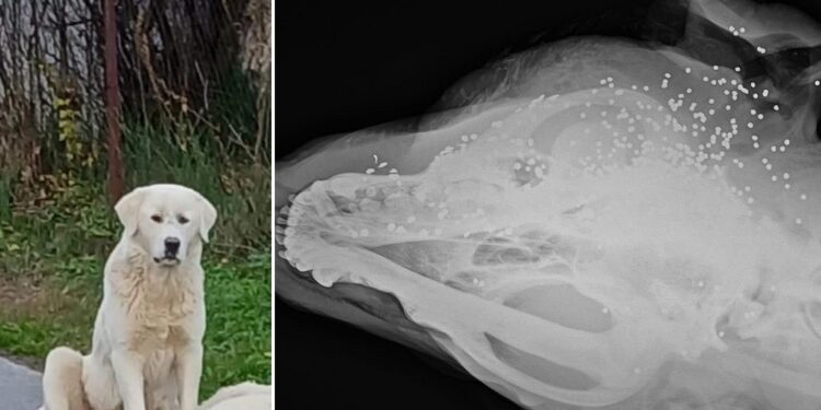 Αποτροπιασμός για την άγρια κακοποίηση σκύλου στην Πολυκάρπη Αλμωπίας – Πυροβολήθηκε μέσα σε κατοικημένη περιοχή