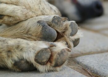 Μαζικοί θάνατοι ζώων από φόλες στην Ξιφιανή Αλμωπίας – Νεκρά τουλάχιστον τέσσερα σκυλιά