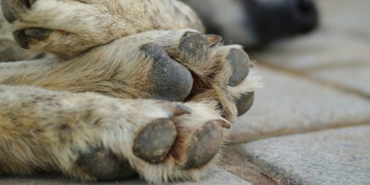 Μαζικοί θάνατοι ζώων από φόλες στην Ξιφιανή Αλμωπίας – Νεκρά τουλάχιστον τέσσερα σκυλιά