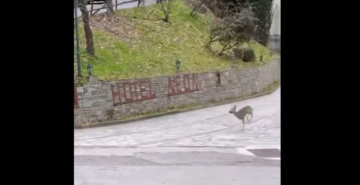 Μικρό ζαρκάδι έκοβε βόλτες στα Λουτρά Πόζαρ