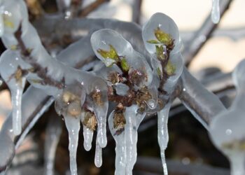 Σήμερα πληρώνει ο ΕΛΓΑ προκαταβολές 75% για παγετούς 2025 – Έρχεται και νέα πληρωμή τον Φεβρουάριο