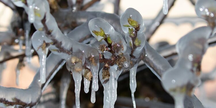 Σήμερα πληρώνει ο ΕΛΓΑ προκαταβολές 75% για παγετούς 2025 – Έρχεται και νέα πληρωμή τον Φεβρουάριο