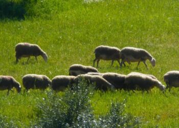 Τι λένε οι συγγενείς του κτηνοτρόφου που έβαλε τέλος στη ζωή του – «Μας θανάτωσαν τα ζώα και το έβαλε καημό»