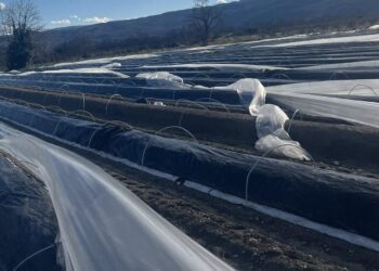 Αλμωπία: Σοβαρές ζημιές σε καλλιέργειες σπαραγγιού