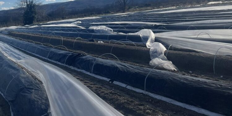 Αλμωπία: Σοβαρές ζημιές σε καλλιέργειες σπαραγγιού