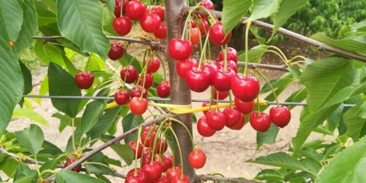 Χωρίζουν την Πέλλα σε ζώνες με αποζημιώσεις ad hoc στο κεράσι από 200€ έως 600€