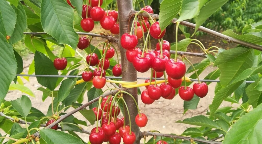 Χωρίζουν την Πέλλα σε ζώνες με αποζημιώσεις ad hoc στο κεράσι από 200€ έως 600€