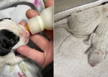 Αλμωπία: Δύο νεογέννητα κουταβάκια εντοπίστηκαν πεταμένα κοντά σε εκκλησάκι