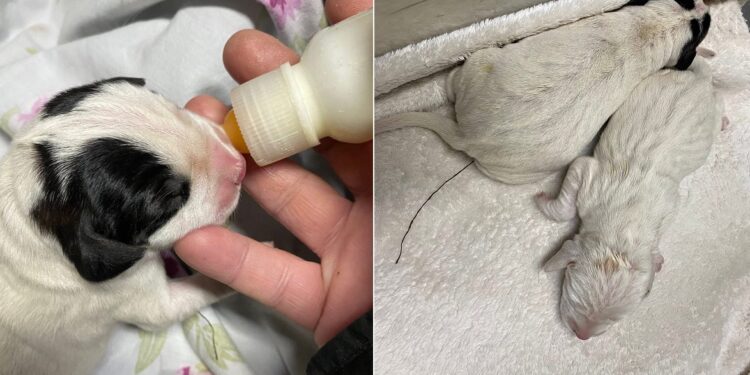 Αλμωπία: Δύο νεογέννητα κουταβάκια εντοπίστηκαν πεταμένα κοντά σε εκκλησάκι