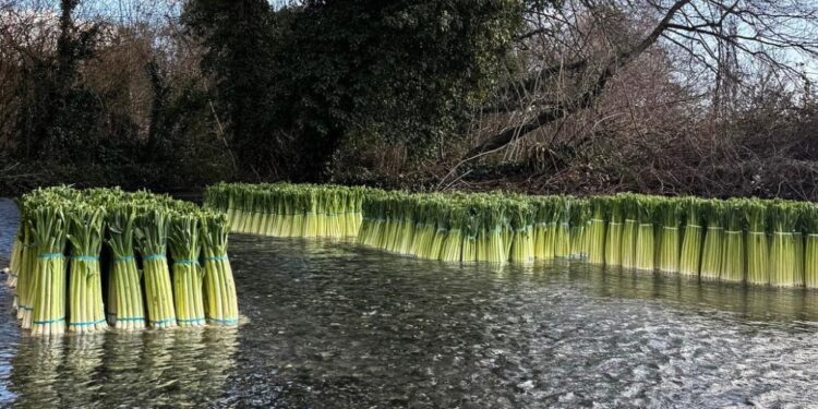 Δωροθέα Αλμωπίας: Μια παράδοση που ρέει… μαζί με το νερό!