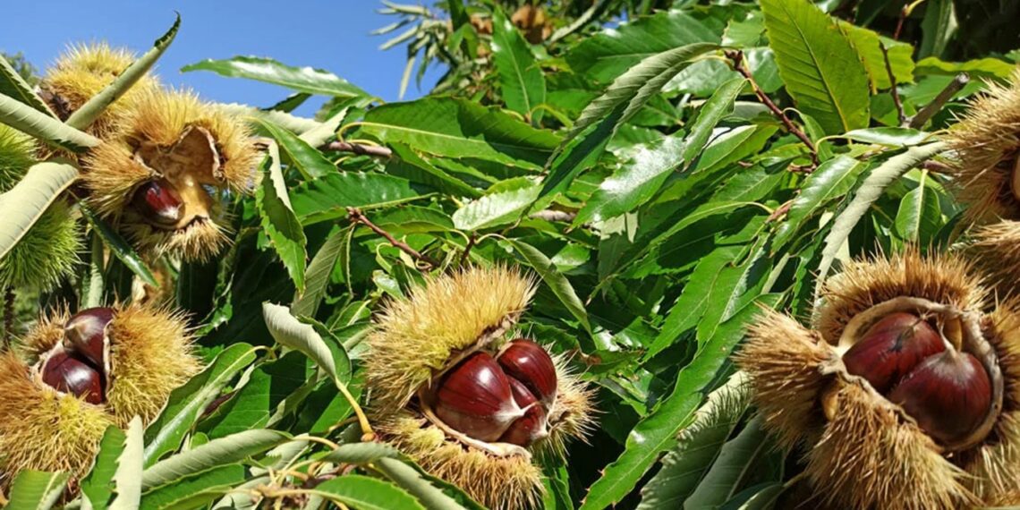 Στην τελική ευθεία για να γίνει ΠΟΠ το κάστανο Πάικου, που διαθέτει ιστορία άνω των 2.000 ετών