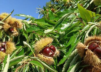 Στην τελική ευθεία για να γίνει ΠΟΠ το κάστανο Πάικου, που διαθέτει ιστορία άνω των 2.000 ετών