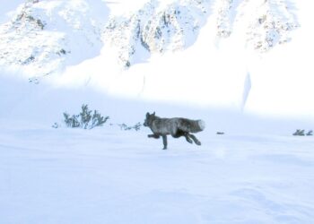 Επιστήμονες εντόπισαν για πρώτη φορά εξαιρετικά σπάνιο ζώο στα βουνά της Καλιφόρνιας